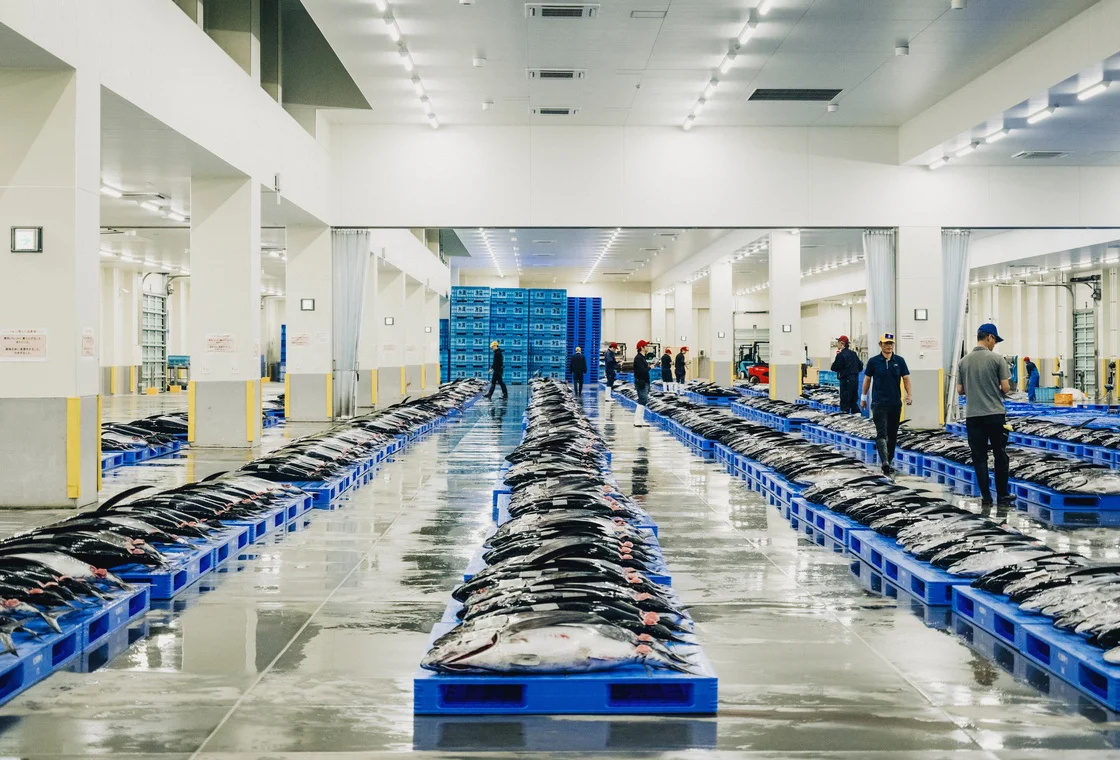 Fresh tuna lined up at an Okinawan fish market