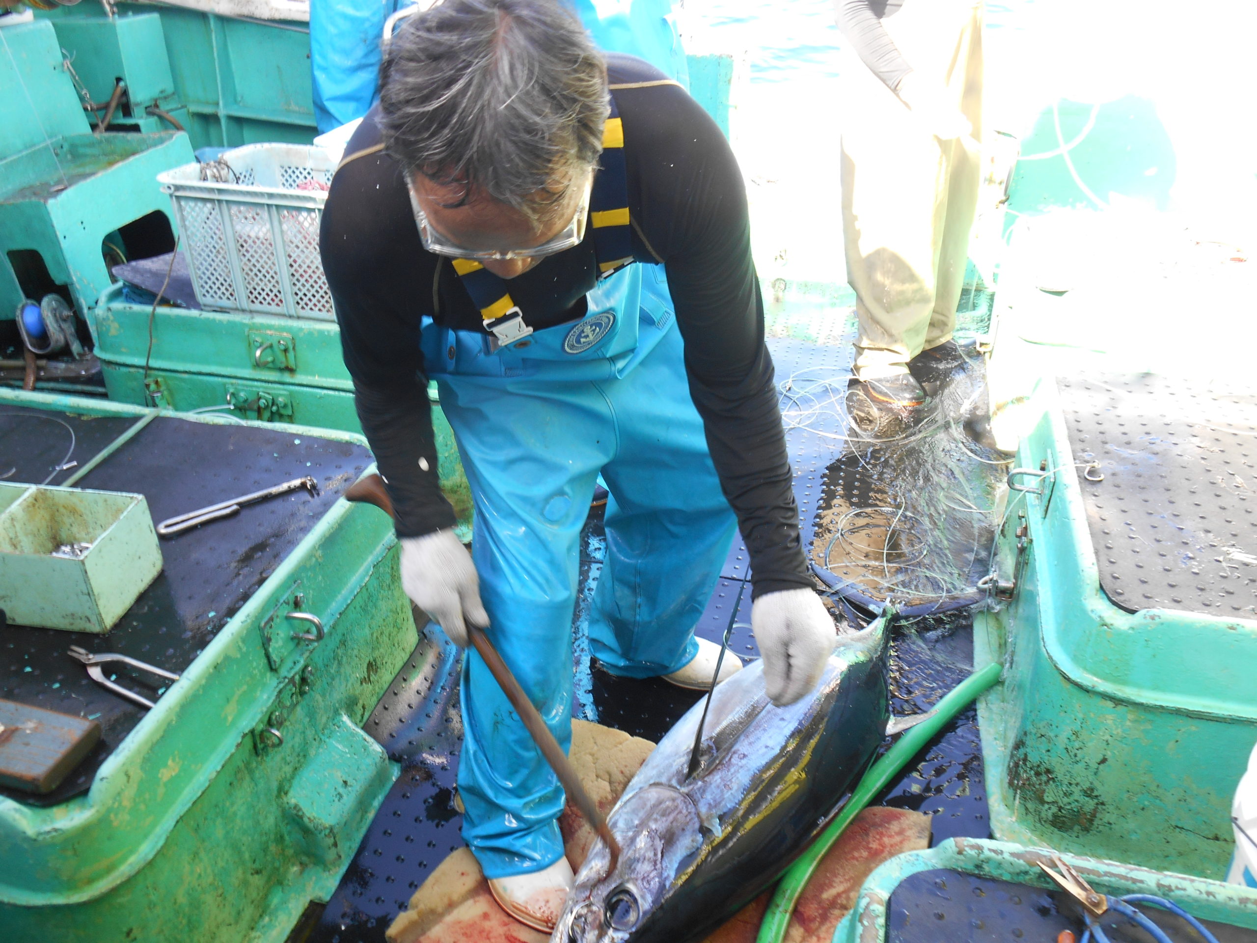 漁獲シーン